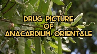 Drug picture of Anacardium orientale [upl. by Carolynn822]