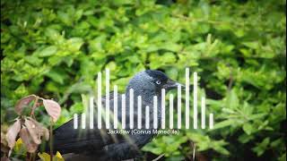 Jackdaw  Corvus Monedula Sound [upl. by Hudgens]