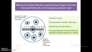 A level Biology  Eyepiece graticule [upl. by Bran]