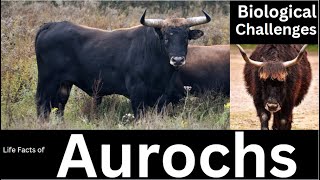 Aurochs [upl. by Krongold121]