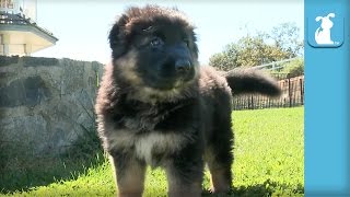 Fluffy German Shepherd Puppies Run Around Like Little Bears  Puppy Love [upl. by Buckingham]