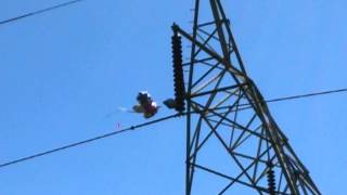 Mylar balloons on 230kV power lines [upl. by Llydnek]