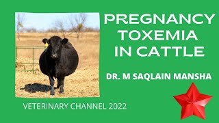 Large Animal Medicine The Causes Symptoms Diagnosis And Treatment Of Pregnancy Toxemia In Cattle [upl. by Naji]