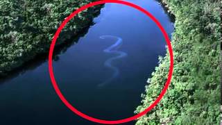 The Biggest Snake In The World a 75 foot anaconda 3982118 Views [upl. by Lenad]