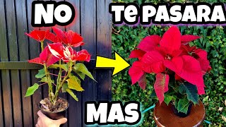 Cuida ASÍ tu flor de PASCUA en FEBRERO Y no volverá a ESTROPEARSE más Mantenimiento y poda [upl. by Trinity572]