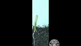 Onion seed germinating in time lapse  closeup [upl. by Oedama]