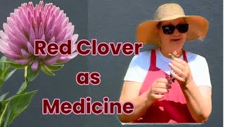 Red Clover Medicinal Herb Benefits and Preparations [upl. by Tnayrb456]