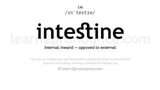 Pronunciation of Intestine  Definition of Intestine [upl. by Akirat]