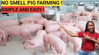 How To START A PIG FARM Business As A BEGINNER  DETAILED  2023 [upl. by Yeliab]