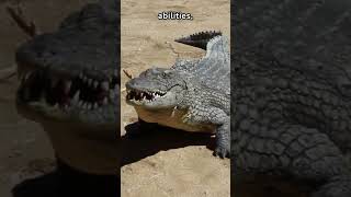 Amazing Crocodile Facts 5 Fascinating Things About Crocodiles You Wont Believe Fauna Fax Shorts [upl. by Sirahc713]