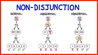 Chromosomal Abnormalities Aneuploidy and NonDisjunction [upl. by Elmira]