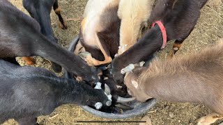 Excited Goat Gets Stuck On Her Back and Continues To Eat Her Grain Upside Down [upl. by Nunciata]