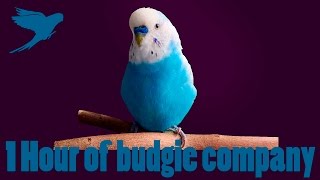 1 Hour VIDEO of budgie company [upl. by Anela617]