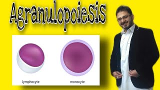 Agraulopoiesis  Lymphopoiesis Monopoiesis [upl. by Raval665]