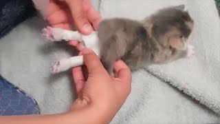 A Baby Kitten has Swimmers Syndrome Miracle Can Walking Again [upl. by Balmuth151]