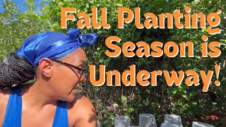 Fall Garden Planting Is Underway Transplanting Seedlings amp Dropping Seeds [upl. by Neelyam]