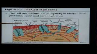 Anatomy and Physiology Help Chapter 3 The Cell [upl. by Roshan]