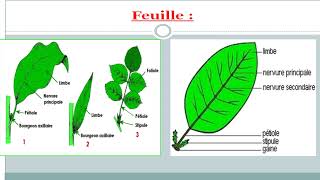 les angiospermes cours de biologie végétale [upl. by Yllaw]