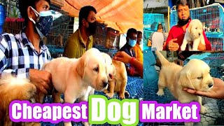 Lucknow Dog Kennel  Cheapest Dog kennel  Best dog shop and market lucknow [upl. by Jecon]