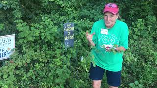 Wineberries Countryside berry picking [upl. by Concoff]