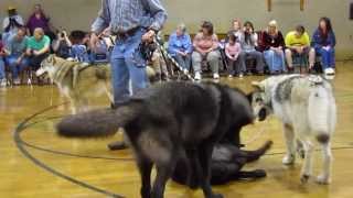 Mission Wolf Ambassador Wolf Tour  Southington Oct 2010 [upl. by Ellary700]