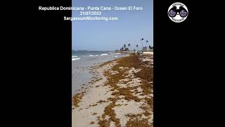 2023 Sargassum seaweed  Dominican Republic  Punta Cana  Ocean El Faro [upl. by Pravit]