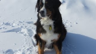 Bernese Mountain Dog First Time in Snow [upl. by Zora]