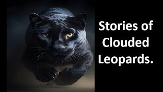 Stories of Clouded Leopards [upl. by Nessa]