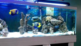 Saltwater aquarium hd [upl. by Robillard]