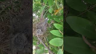 Dove nest birdhome nature beautifulnest birdnest birdslover birdshelter wildlife birds [upl. by Annoyt]