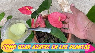 COMO USAR AZUFRE EN PLANTAS PARA QUE ESTEN BONITAS Y LLENAS DE FLORES  COMO HACER EL SUELO ACIDO [upl. by Irreg]