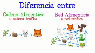 🐅Cadena alimenticia y Red alimenticia DIFERENCIAS 🌿 Fácil y Rápido  BIOLOGÍA [upl. by Anisamoht]