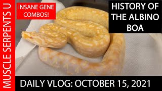 HISTORY OF THE ALBINO BOA amp MORPHS 101521 [upl. by Casi536]