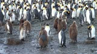 SOUTH GEORGIA  Seabourn Quest Antarctica Cruise [upl. by Ynohtnakram]