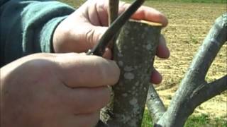 Pecan Inlay Grafting Technique [upl. by Hennessy]