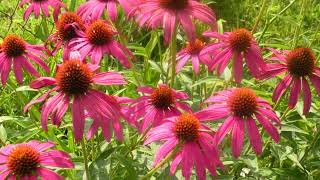 How to Grow Coneflower [upl. by Wolram]