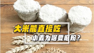 大米為什么可以直接吃，小麥卻要被磨成粉？直接煮飯不行嗎？ [upl. by Yleak]