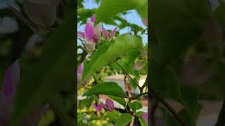 Bogenvelia splashবাগানবিলাস স্প্লাশ viralvideo shorts trending flowers saimumsideas [upl. by Anayk]