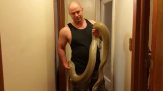 Burmese and Reticulated Python Collection Update 1 of 2 [upl. by Buyer214]