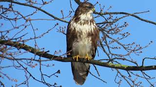 Buizerd Common Buzzard Buse Variable [upl. by Garceau371]