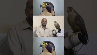 Hunt with Falcon  Hunt With Peregrine  Baaz Sy Shikar  Falcon and Ecosystem  The Fastest Bird [upl. by Anailuy]