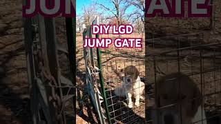 Livestock Guardian Dog Jump Gate lgd livestockguardiandog karakachan [upl. by Chenay]