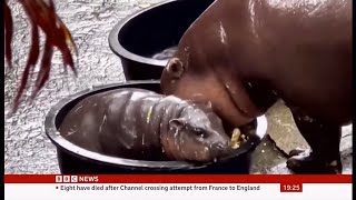 Celebrity baby pygmy hippo steals the spotlight at Thailand Zoo  15Sep2024 [upl. by Hedva]