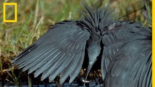 Ces oiseaux imitent le nénuphar pour piéger des poissons [upl. by Neukam]