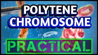 Polytene Chromosomes from Salivary glands  Dissection of Chironomus larvae [upl. by Heinrik]