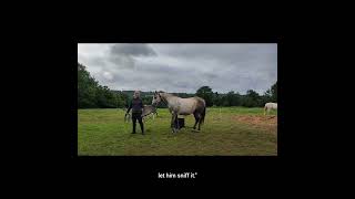 Changing ONE THING reduces STRESS ridingbitless feelgoodhorsetraining ethicalhorsetraining [upl. by Oigres]