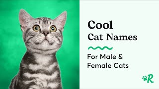 Cool Cat Names Find the Perfect Name for Your Feline Friend [upl. by Nosille179]