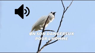 Ce petit oiseau est le plus bruyant du monde [upl. by Map965]