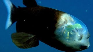 The Rarest Barreleye fish Information [upl. by Lattie]