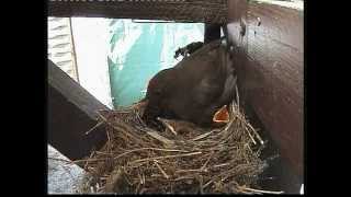 Amsel  Familie  in unserem Garten in Pirna 2012 [upl. by Aleris]